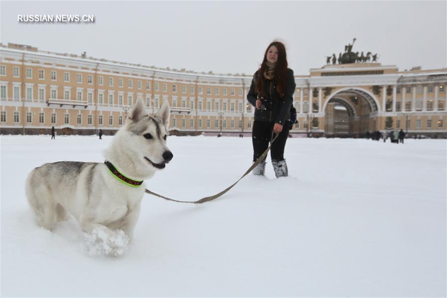 Петербург засыпало снегом