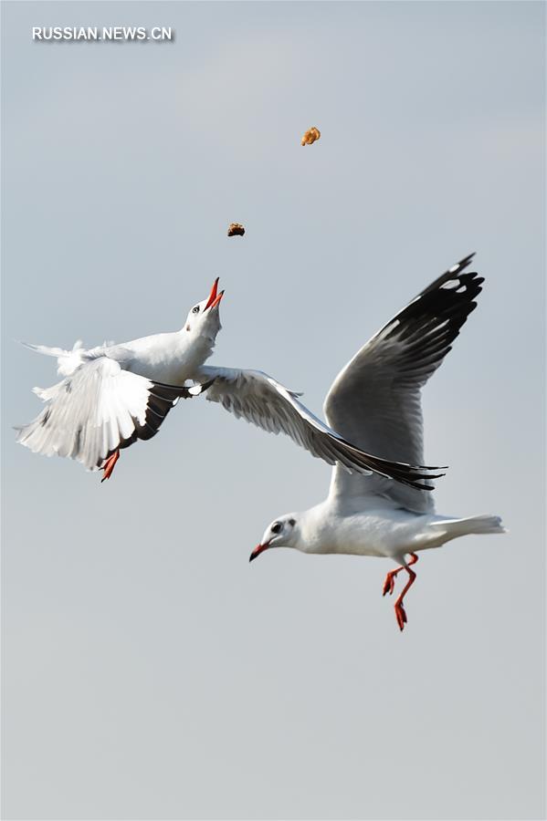 Перелетные птицы в Сиамском заливе