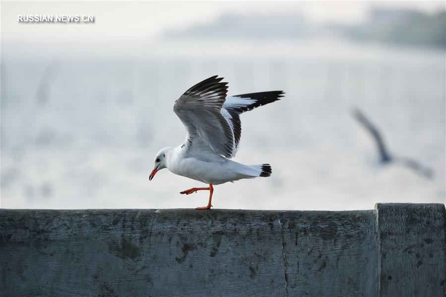 Перелетные птицы в Сиамском заливе