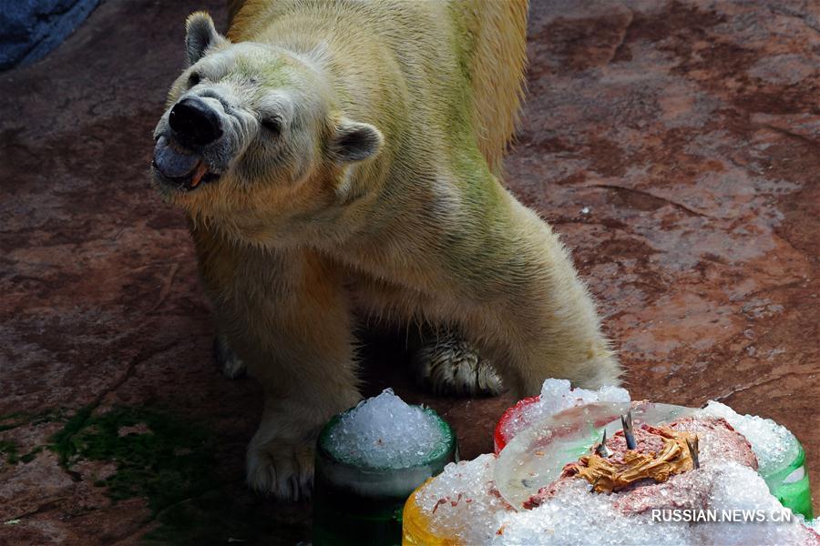 В Сингапуре отметили день рожденья белого медведя