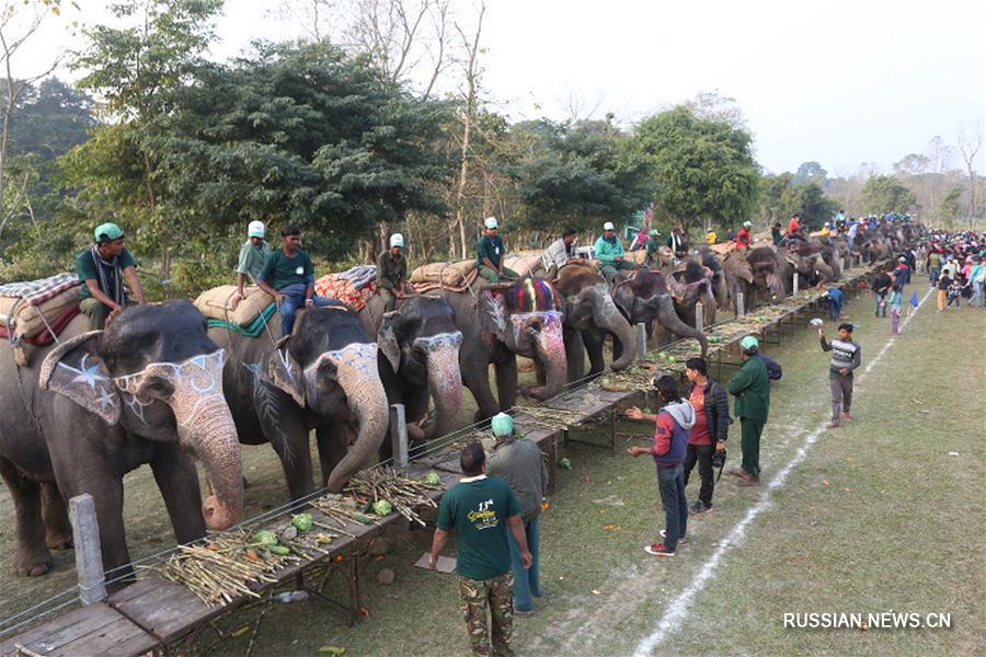 Ежегодный фестиваль слонов в Непале 