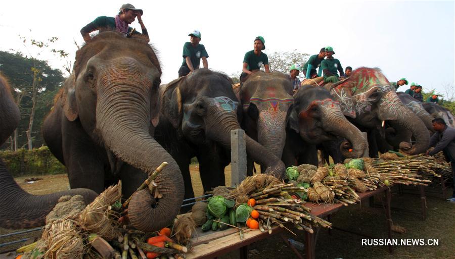 Ежегодный фестиваль слонов в Непале 