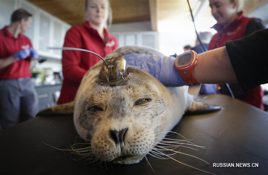 В Ванкувере открыли ветеринарную лечебницу для морских млекопитающих