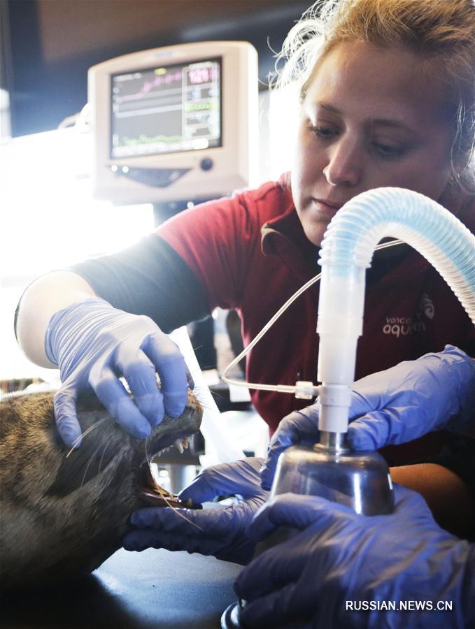 В Ванкувере открыли ветеринарную лечебницу для морских млекопитающих