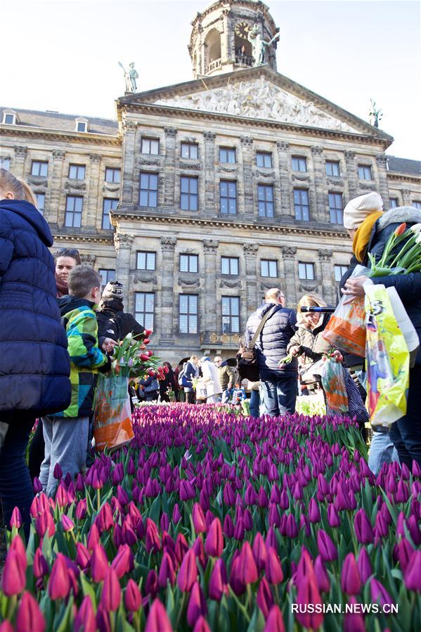 （国际）（1）荷兰迎来国家郁金香日