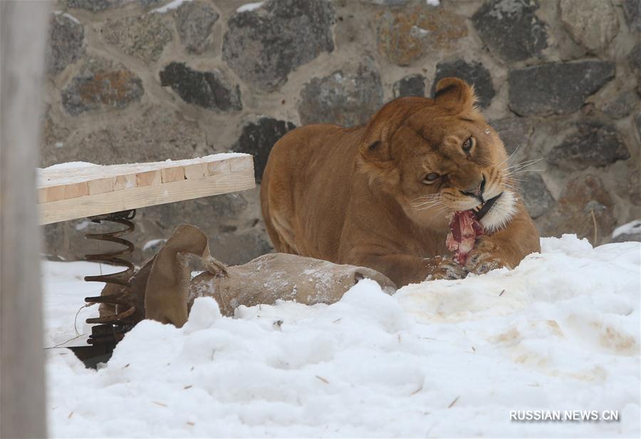 Львы из киевского зоопарка отметили день рождения