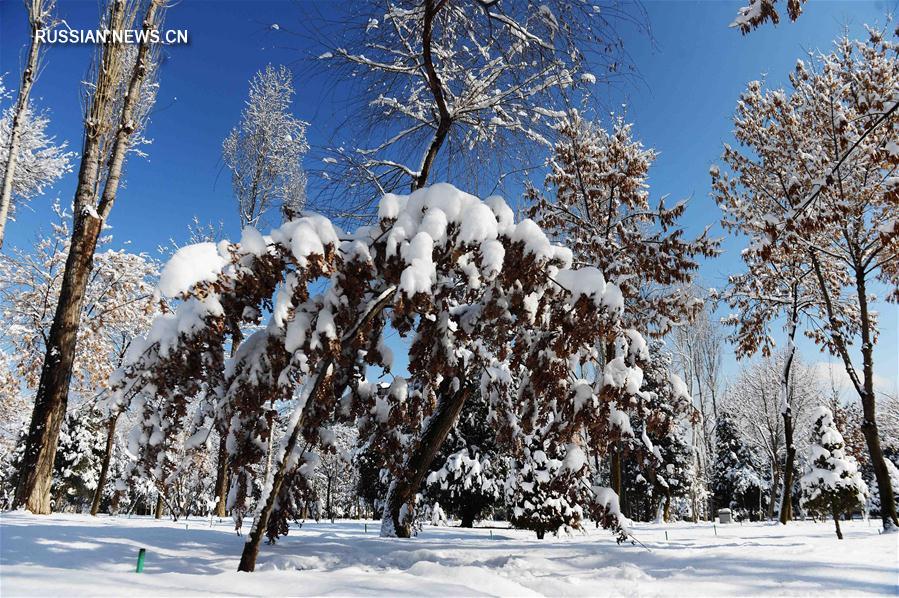 Ташкент после снегопада