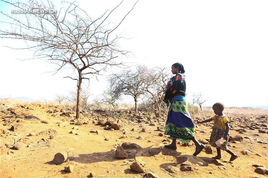Засуха в Кении -- как с ней справляются обычные кенийцы
