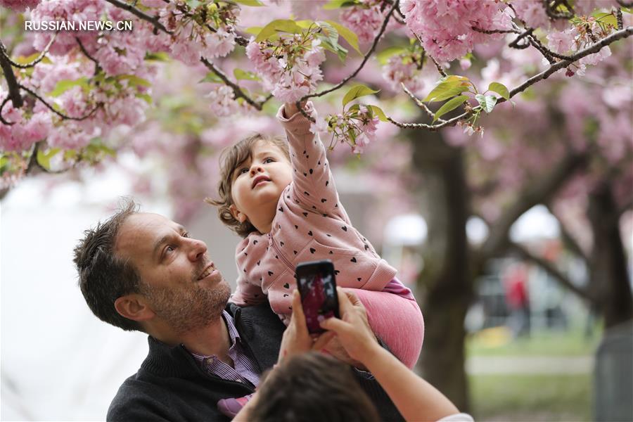 В Бруклинском ботаническом саду Нью-Йорка пышно цветет вишня