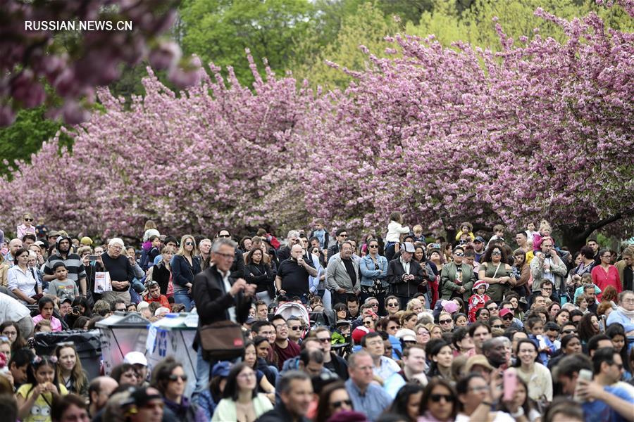 В Бруклинском ботаническом саду Нью-Йорка пышно цветет вишня