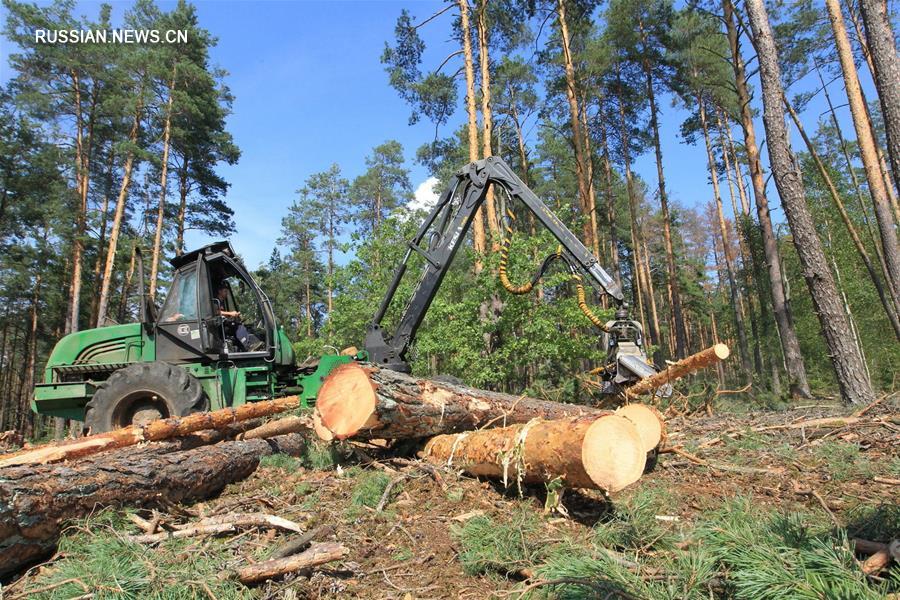 Белорусские лесоводы спасают сосновые леса