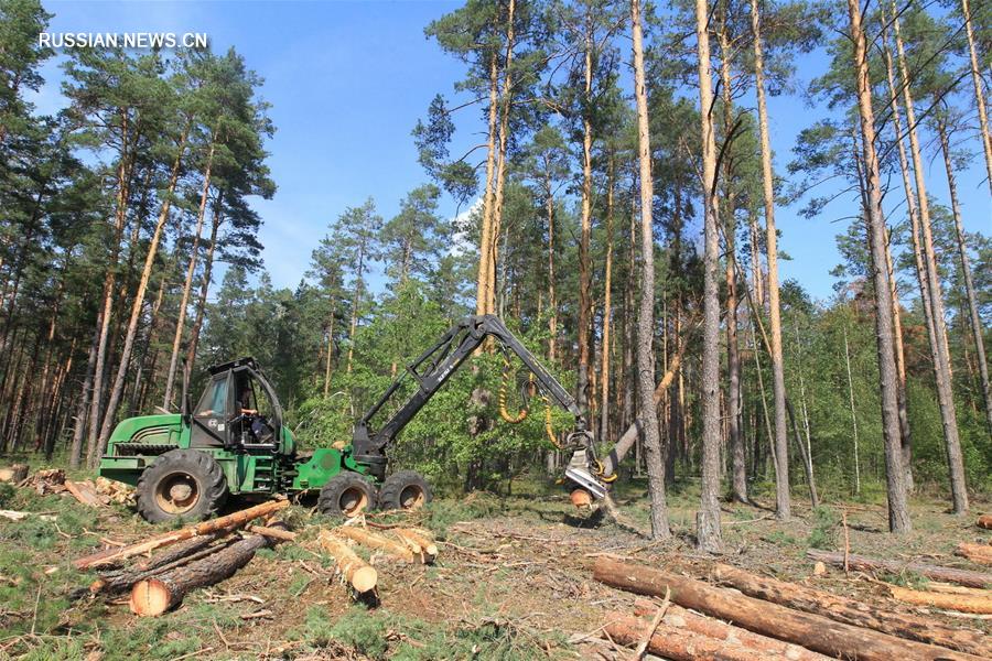 Белорусские лесоводы спасают сосновые леса