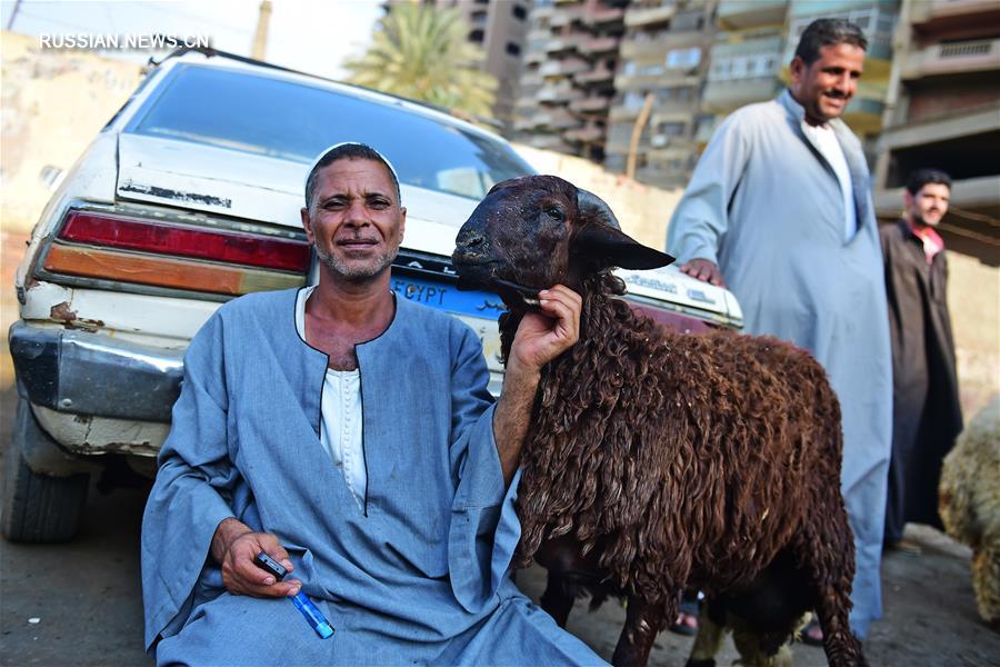 В Египте готовятся к мусульманскому празднику жертвоприношения Аид аль-Адха 