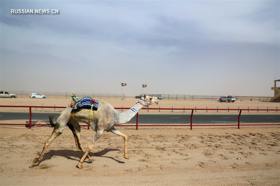 Верблюжьи бега в Кувейте