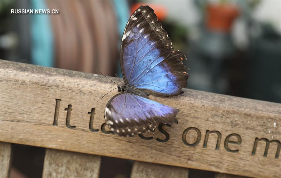 В Лондоне проходит выставка "Удивительные бабочки"