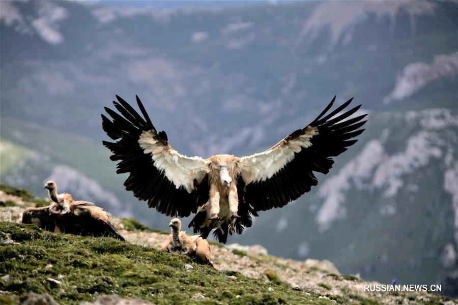 Птицы гималаев. Тибетское Нагорье животные. Горы в Гималаи животные. Животный мир Гималаев.