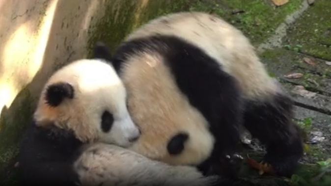 Видео_russian.news.cn