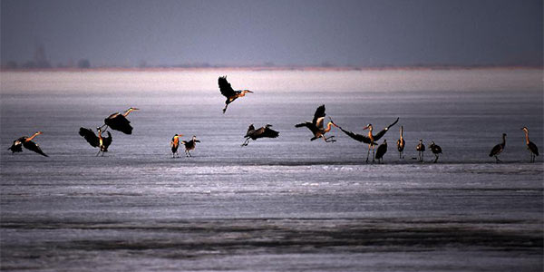 Перелетные птицы делают остановку на озере Синкайху