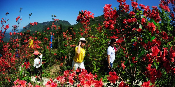 Цветение азалий в Чунцине
