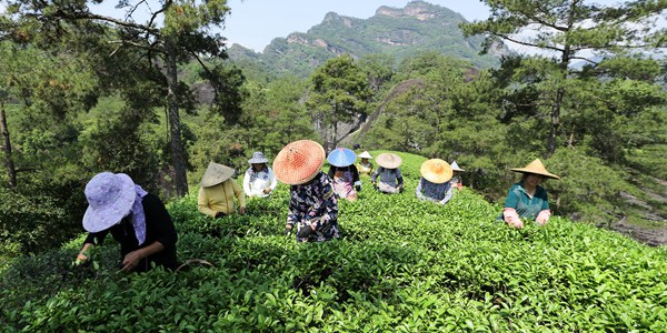 Сбор чайных листьев в горах Уишань