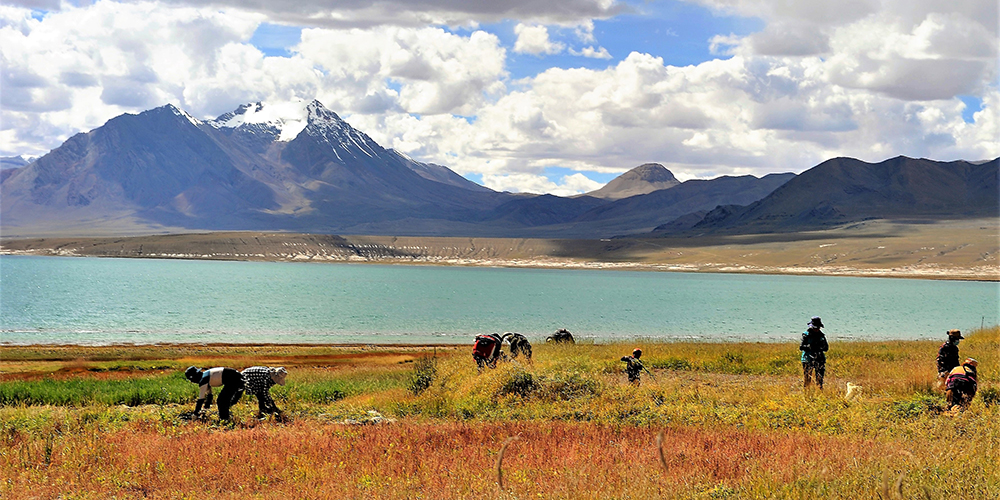 В Тибетском АР началась заготовка зеленых кормов