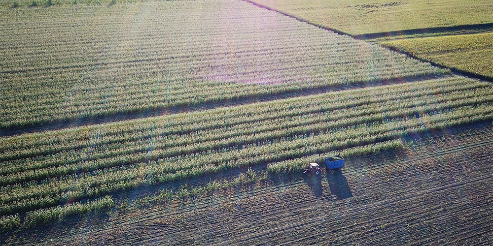 Сбор урожая кукурузы в провинции Цзилинь