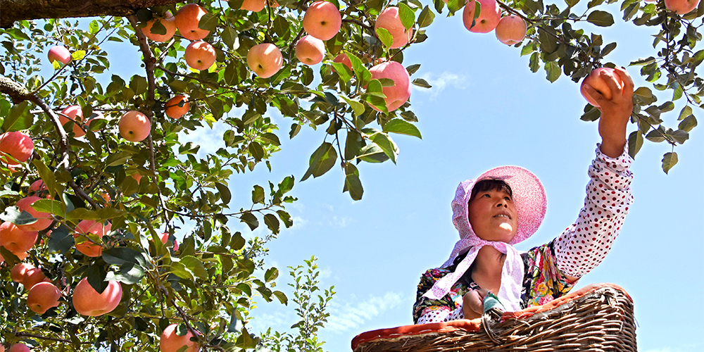 Осеннее изобилие в уезде Июань провинции Шаньдун