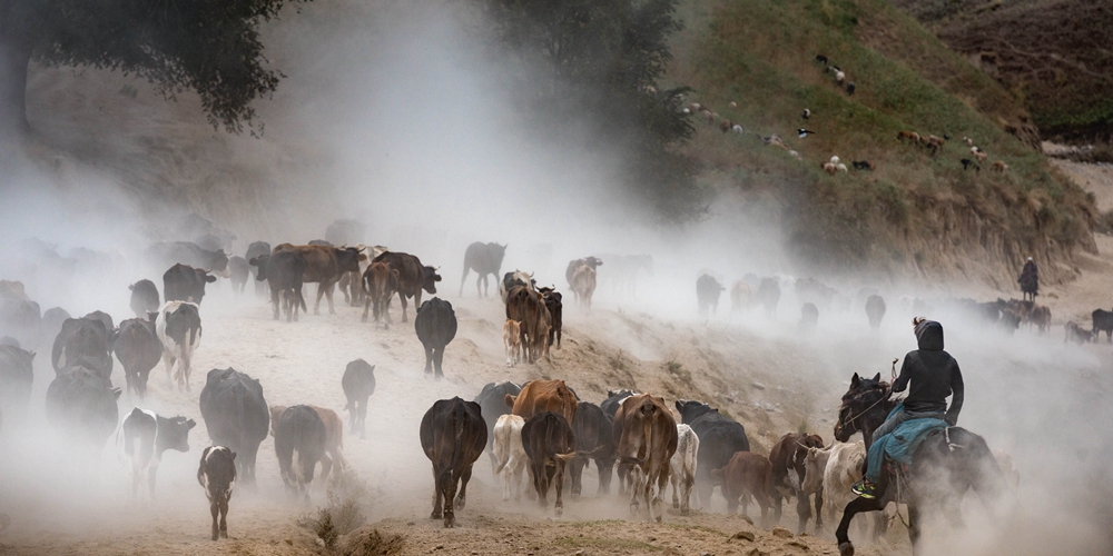 В долине реки Или в Синьцзяне начался сезонный перегон стад