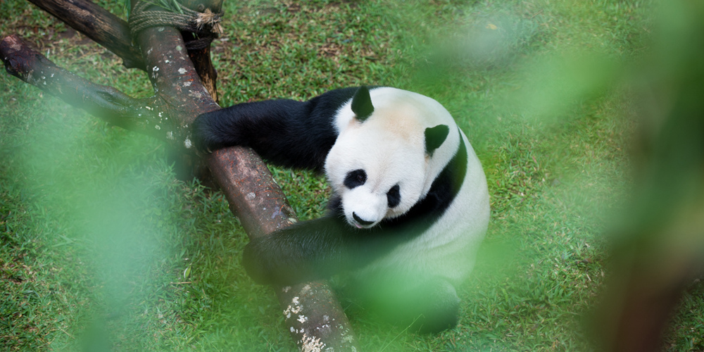 Две больших панды из Китая в зоопарке Индонезии