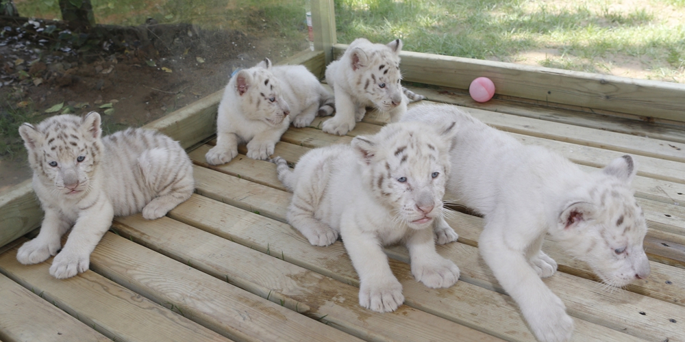 5 детенышей белоснежного бенгальского тигра впервые предстали перед посетителями зоопарка в Цзинане