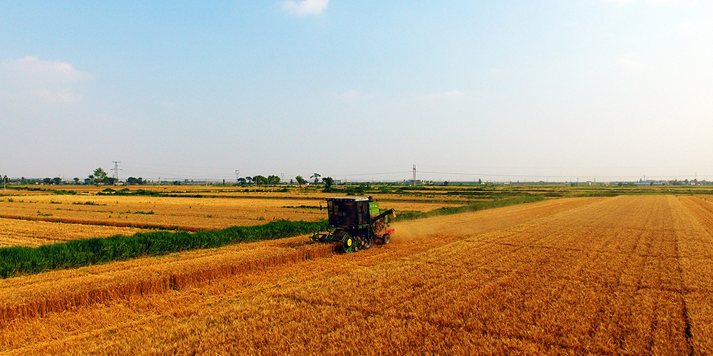 Фермеры собирают урожай пшеницы в провинции Хэбэй
