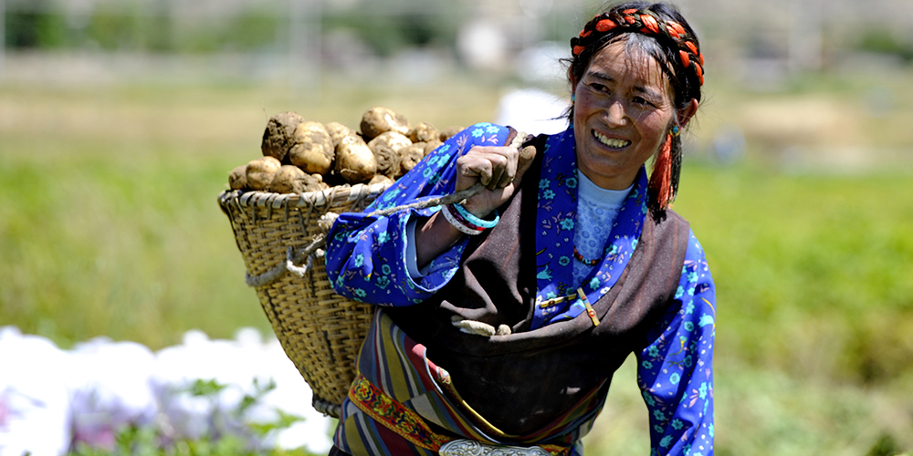 Богатый урожай картофеля в Тибете