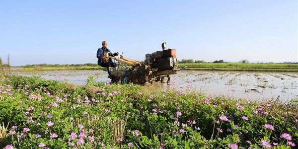 Весенние сельскохозяйственные работы в Китае