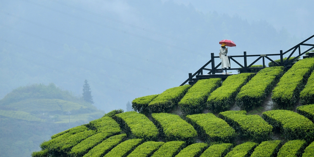 Прогулка по чайной плантации под весенним дождем