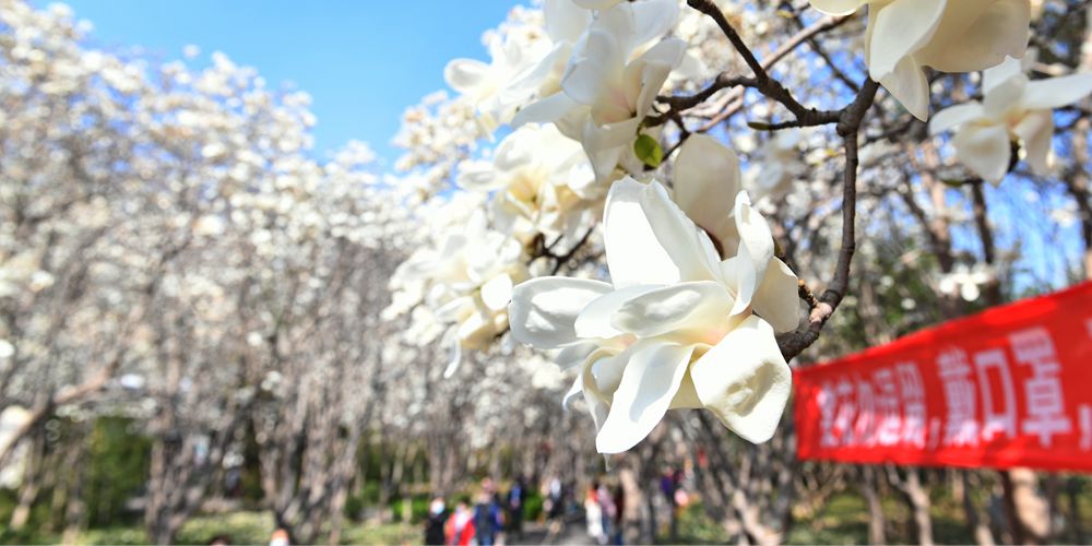 Пышное весеннее цветение в парке Цзинаня