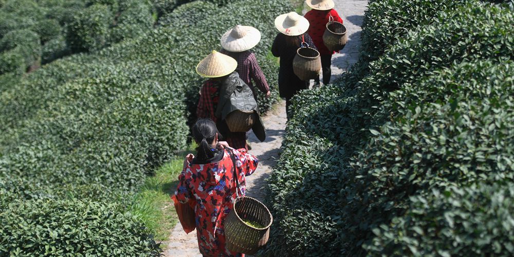 В Ханчжоу приступили к сбору урожая чая "Сиху Лунцзин"