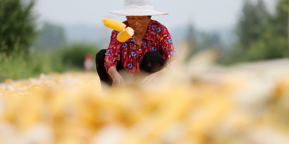 Богатый осенний урожай в Китае