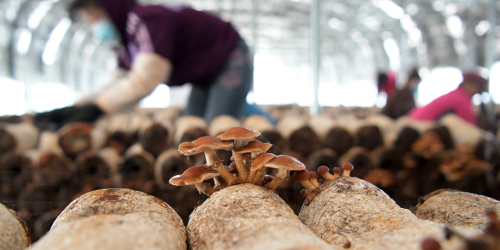 Производство грибов помогает победить бедность в уезде Миншуй